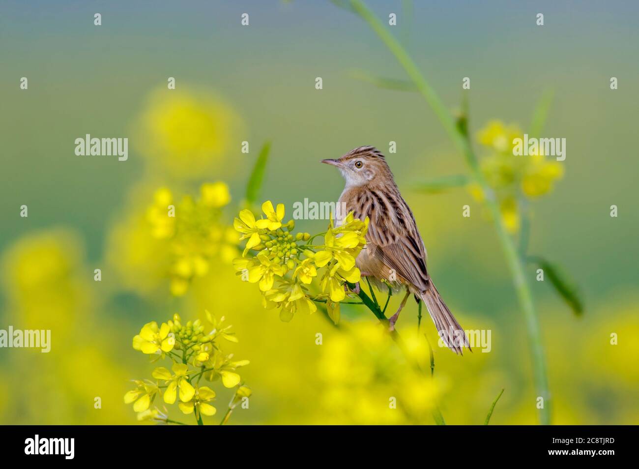 Zitting cisticola, der Zitting cisticola oder gestreift Fantail-Waldsänger, ist ein weit verbreiteter Old World-Waldsänger ist ein schöner kleiner Vogel in pakistan Stockfoto