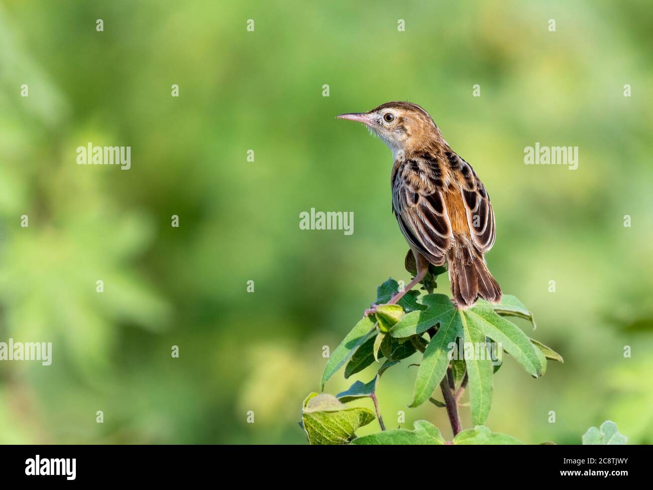 Zitting cisticola, der Zitting cisticola oder gestreift Fantail-Waldsänger, ist ein weit verbreiteter Old World-Waldsänger ist ein schöner kleiner Vogel in pakistan Stockfoto