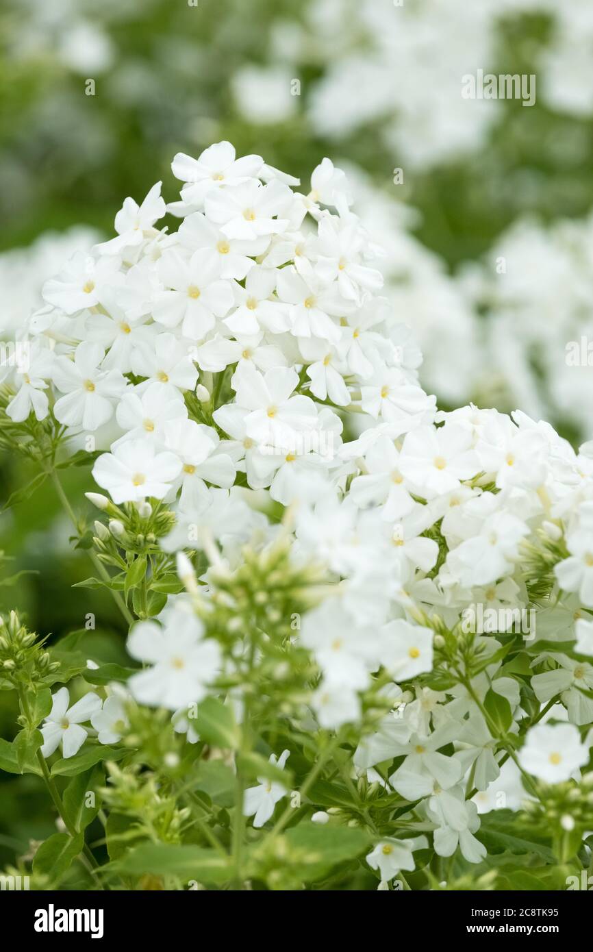 Weiße Blütenköpfe von Phlox paniculata 'Mount Fuji'. Border Phlox 'Mount Fuji' Stockfoto
