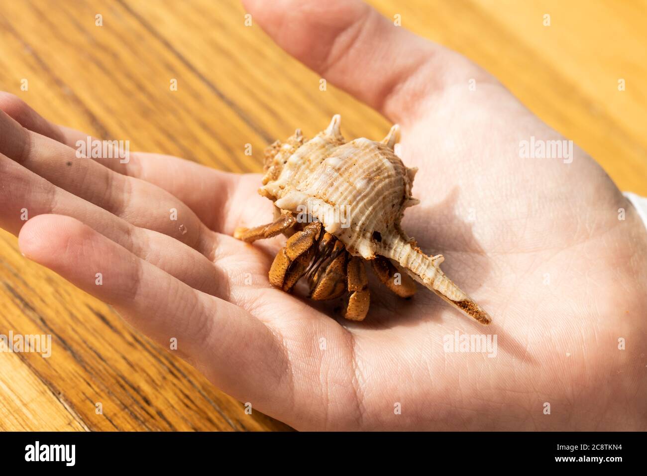 PET Australian Land Hermit Crab (Coenobita variabilis) wird von einem Kind die Hand gehalten Stockfoto