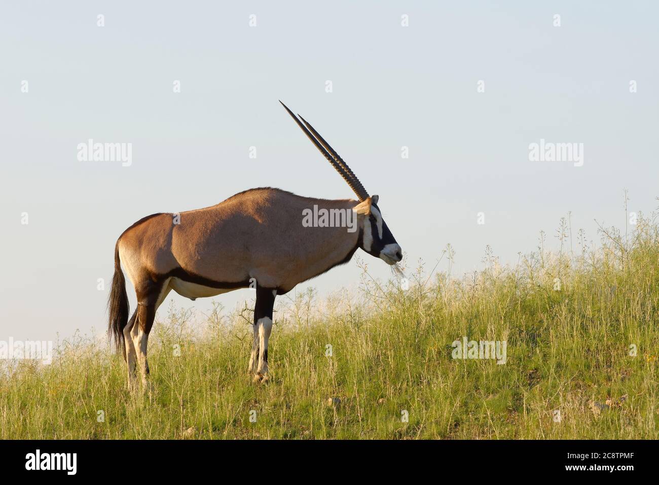 Gemsbok (Oryx gazella), erwachsenes Männchen, auf der Sanddüne, auf Gras fütternd, Kgalagadi Transfrontier Park, Nordkap, Südafrika, Afrika Stockfoto