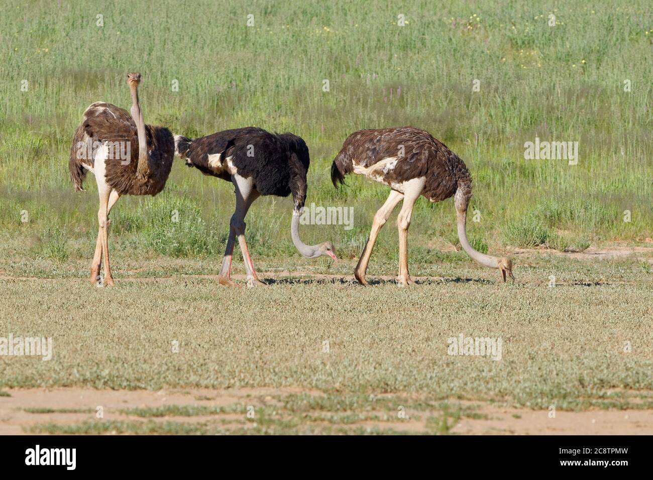 Gewöhnliche Strauße (Struthio camelus), Erwachsene, Männchen und Weibchen, auf der Suche nach Nahrung, Kgalagadi Transfrontier Park, Nordkap, Südafrika, Afrika Stockfoto