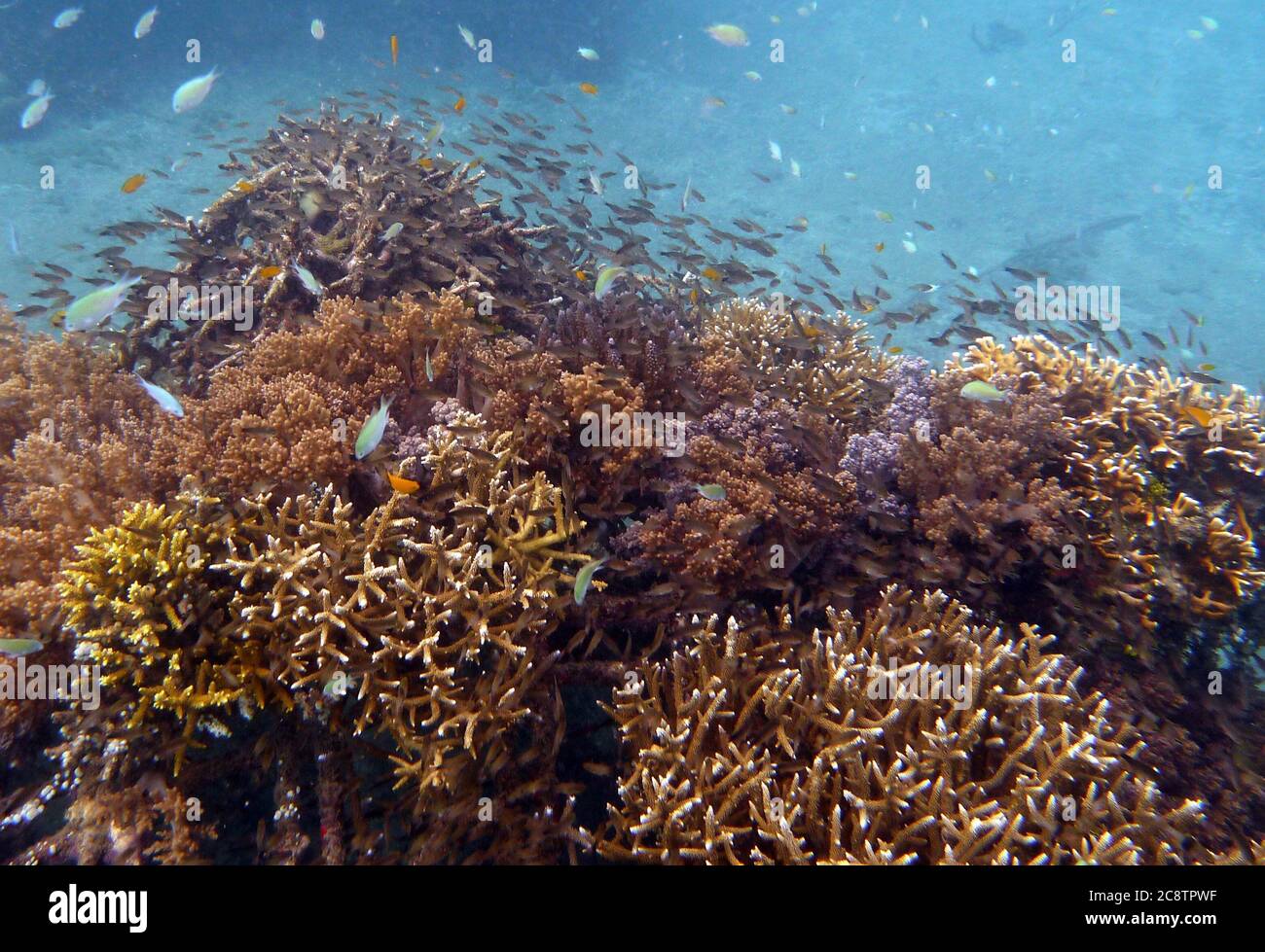 Pemuteran Dorf das größte Biorock Korallenriff Kindergarten und Restaurierung Projekt in der Welt. Stockfoto