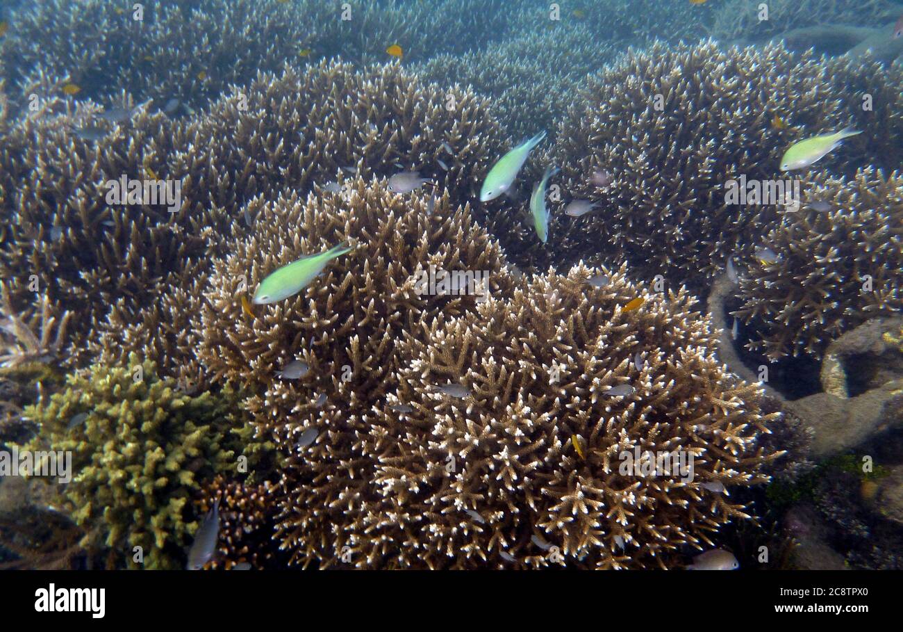 Pemuteran Dorf das größte Biorock Korallenriff Kindergarten und Restaurierung Projekt in der Welt. Stockfoto