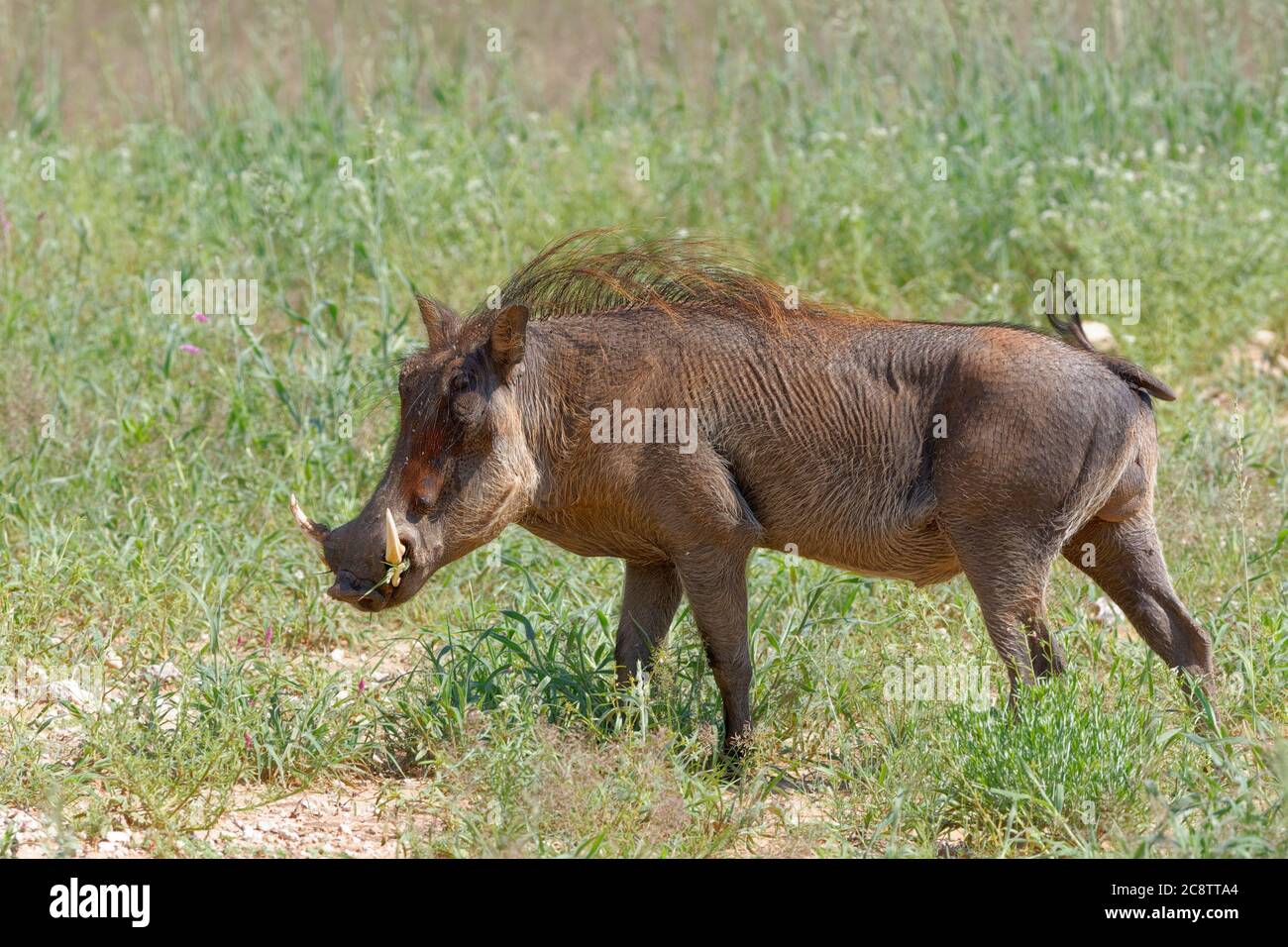 Warzenschweine (Phacochoerus africanus), erwachsenes Männchen, das Gras füttert, Kgalagadi Transfrontier Park, Nordkap, Südafrika, Afrika Stockfoto