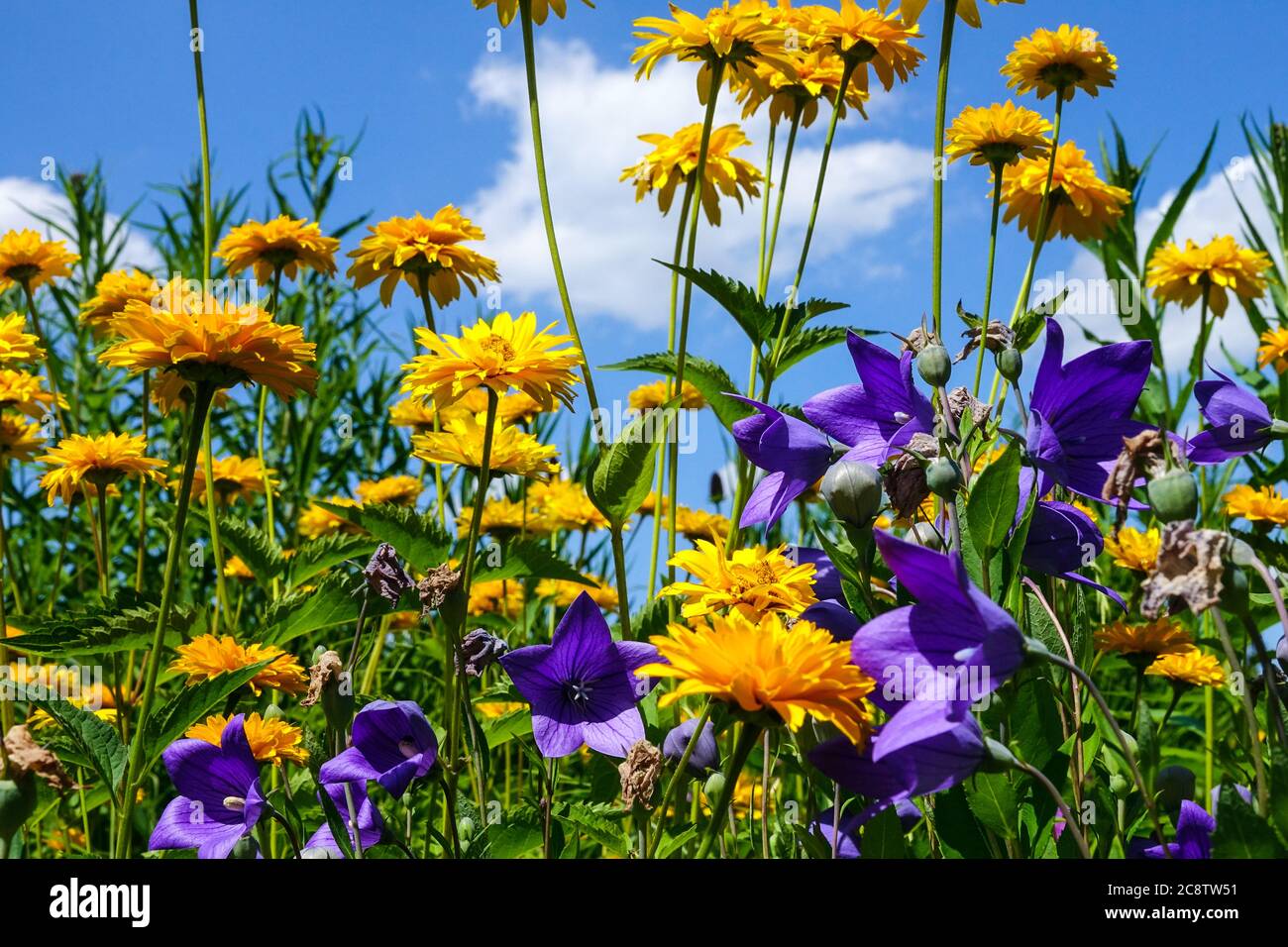 Blau-gelbe juli-Gartengrenze Platycodon Heliopsis Stockfoto