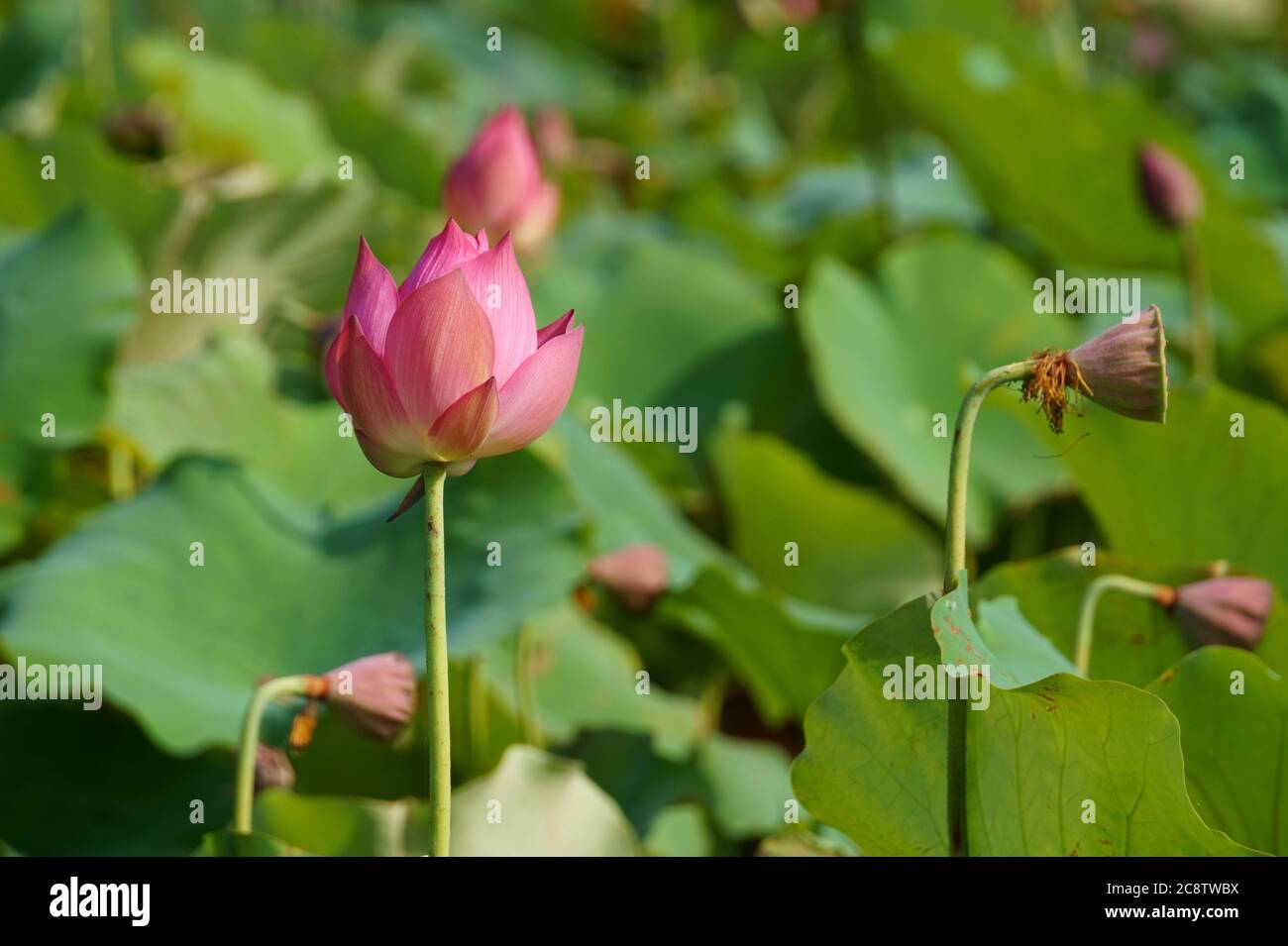 Nahaufnahme der rosa Lotusknospe im Teich Stockfoto