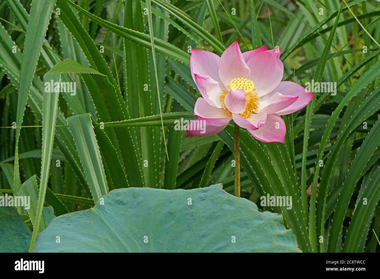 Die Schönheit der rosa Lotusblume am Morgen Stockfoto