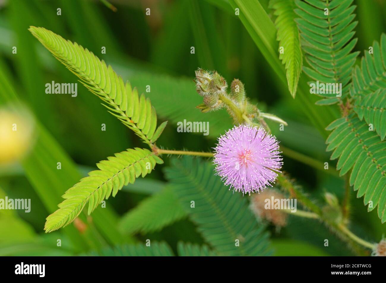 Schönheit der Mimosa pudica Blume in Blüte Stockfoto