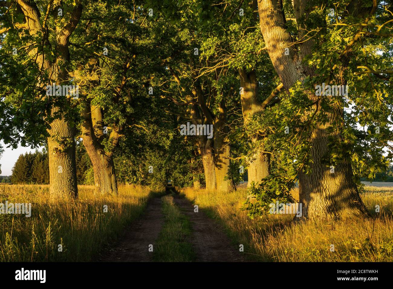 Eichenallee an einem sonnigen Sommermorgen Stockfoto