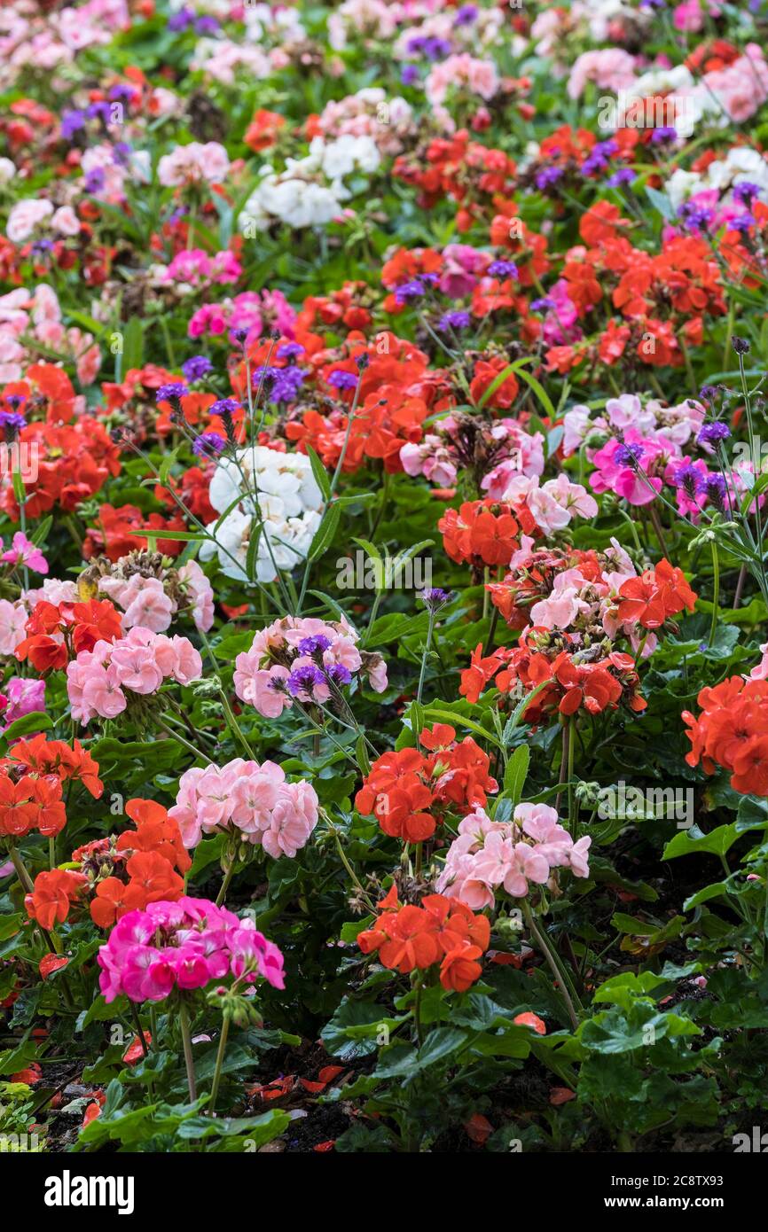 Verschiedene bunte Geranien pelargoniums und Virbena bonariensis wachsen in einem Blumenbeet in einem Garten. Stockfoto