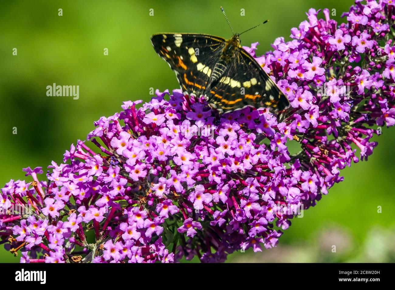 Karte Schmetterling auf Buddleja Blume Sommerflieder, Araschnia levana dunkle Sommerform Stockfoto