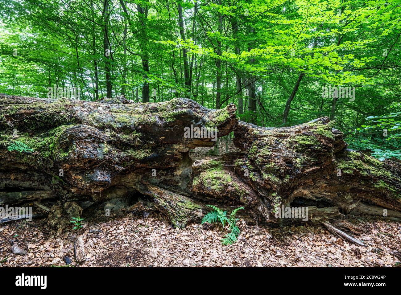 Der Sababurger Urwald, oder auch Urwald im Reinhardswald, ist ein ca. 95 ha großes Biotop unter Natur- und Landschaftsschutz, w Stockfoto