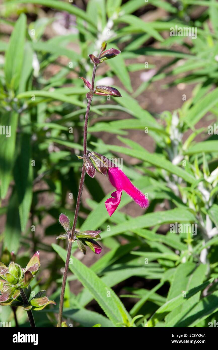 Salvia buchananii Stockfoto
