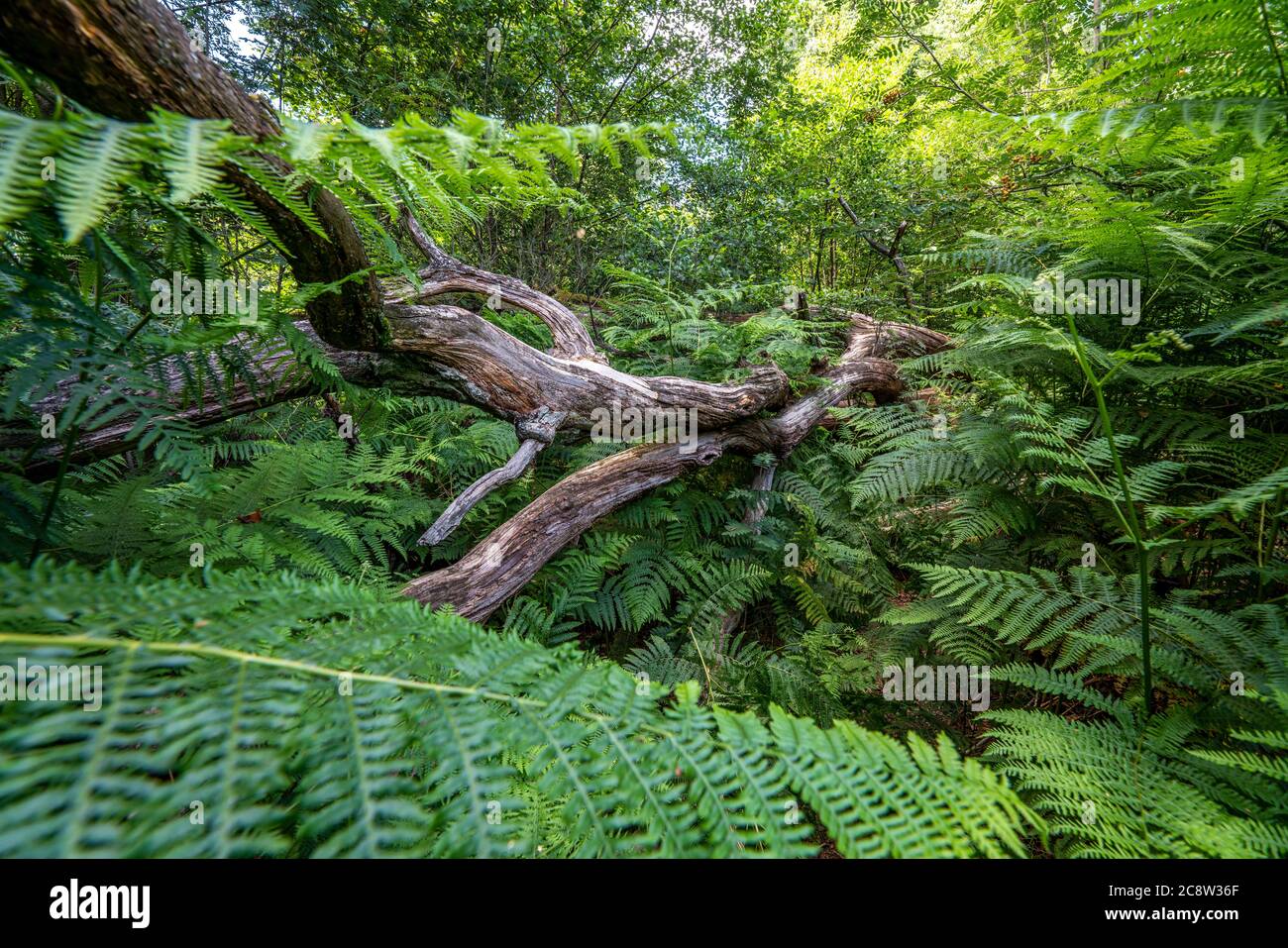 Der Sababurger Urwald, oder auch Urwald im Reinhardswald, ist ein ca. 95 ha großes Biotop unter Natur- und Landschaftsschutz, w Stockfoto