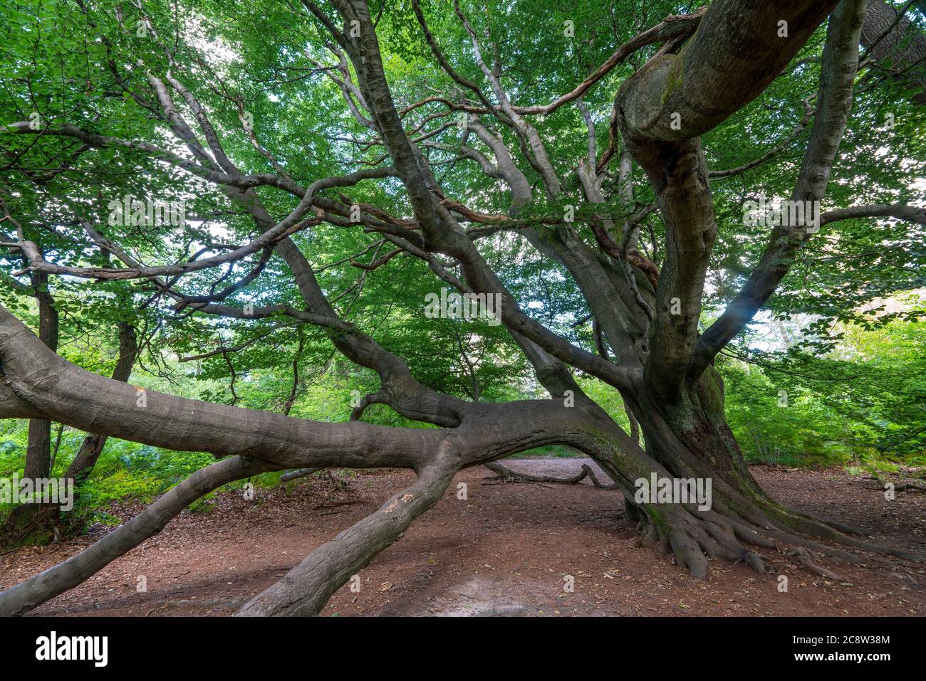 Der Sababurger Urwald, oder auch Urwald im Reinhardswald, ist ein ca. 95 ha großes Biotop unter Natur- und Landschaftsschutz, w Stockfoto
