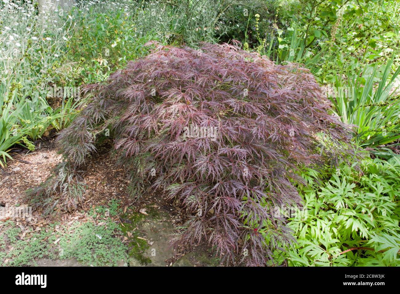 Acer palmatum 'Granat' Stockfoto