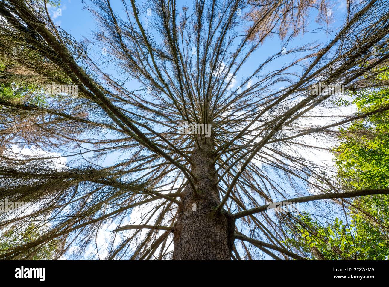 Der Sababurger Urwald, oder auch Urwald im Reinhardswald, ist ein ca. 95 ha großes Biotop unter Natur- und Landschaftsschutz, w Stockfoto