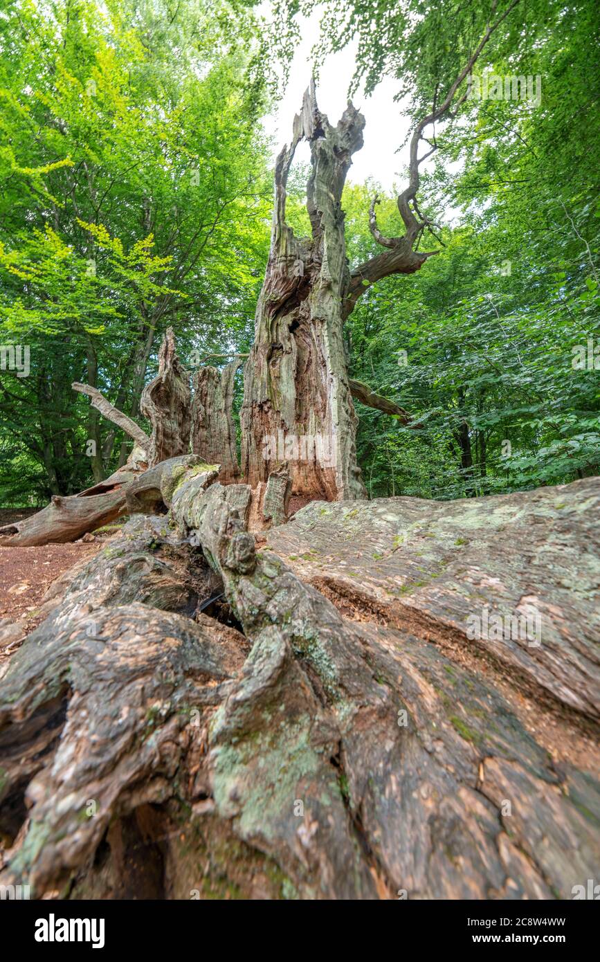 Der Sababurger Urwald, oder auch Urwald im Reinhardswald, ist ein ca. 95 ha großes Biotop unter Natur- und Landschaftsschutz, w Stockfoto