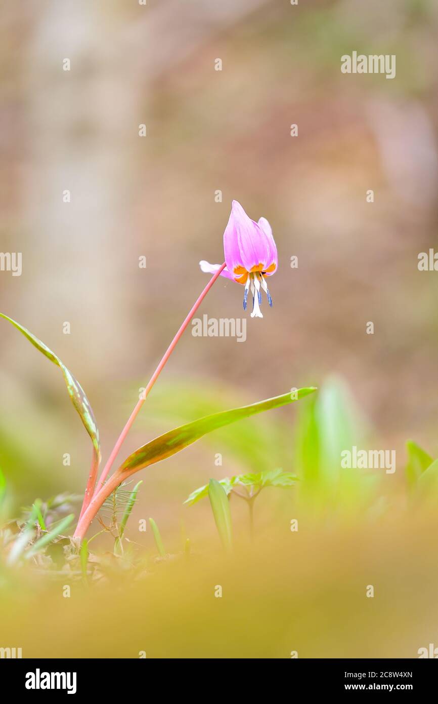 Es ist die einzige Art der Gattung Erythronium, die in Europa wächst. Sie ist in Süd- und Mitteleuropa weit verbreitet. Stockfoto
