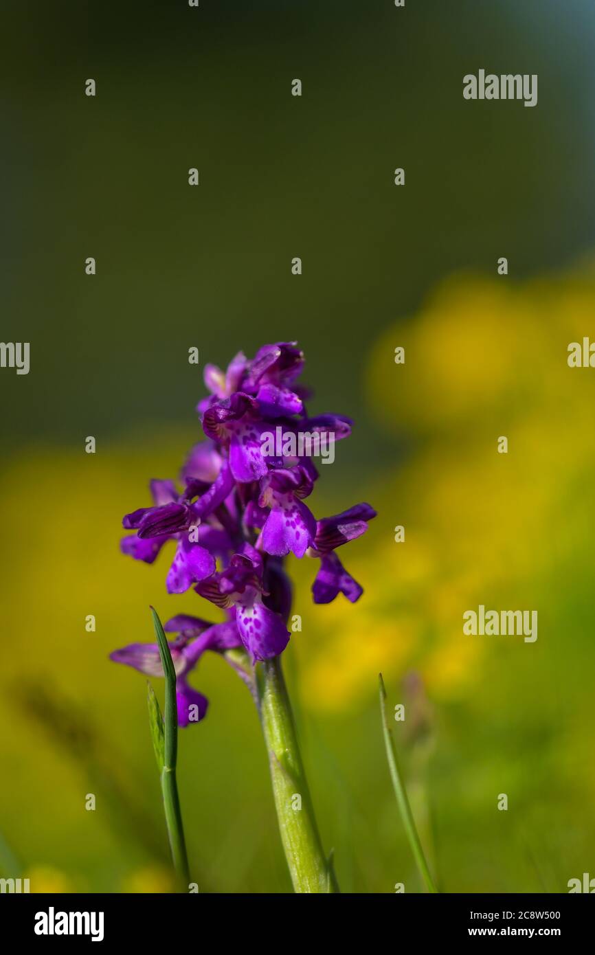 Natürliche Hybridisierung zwischen der Lady-Orchidee (Orchis purpurea) und der Military-Orchidee (Orchis militaris). Stockfoto