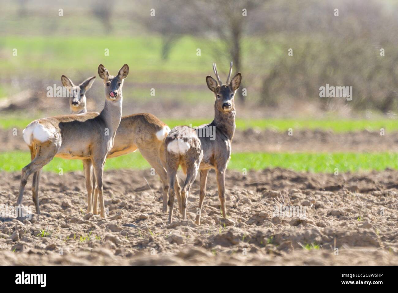 Aufmerksames Reh, Capreolus Capreolus, Buck beobachtende Wiese mit klarem verschwommenem Hintergrund. Alarm Wildtier in der Natur bei Tagesanbruch mit CO Stockfoto