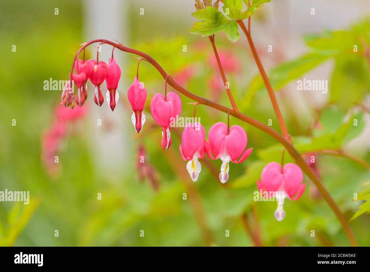 Rote Blutende Herzblumen Bluhen Im Mehrjahrigen Garten Des Fruhlings Stockfotografie Alamy