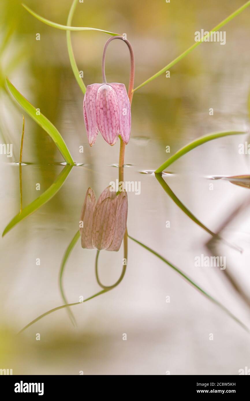 Gefährdete wilde Schachblume auf einer Wiese. Schöne karierte Schlangen Kopf Lilie an einem Frühlingsabend. Makro mit geringer Schärfentiefe Stockfoto