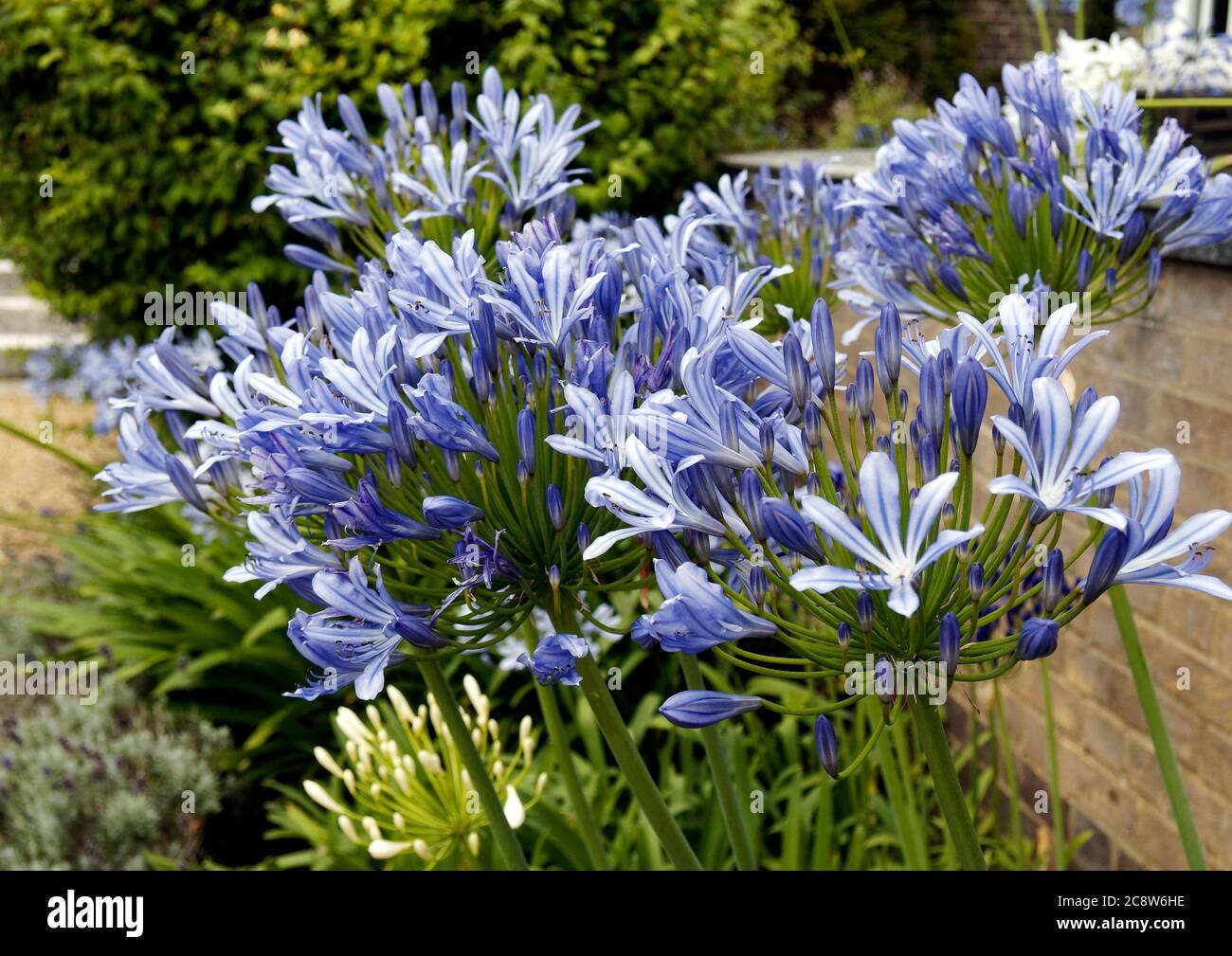 Eine Sorte von blauem Agapanthus (Agapanthus africanus), die in einem Topf in einem großen Garten wächst. Afrikanische Lilie und Nillilie sind alternative Namen. Stockfoto