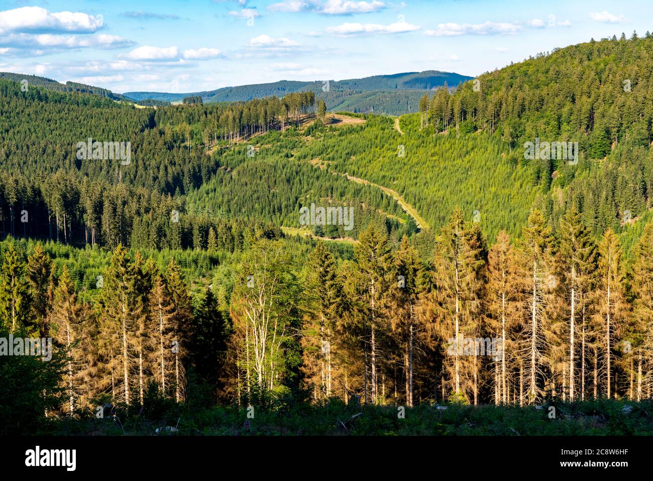 Fichten Waelder Stockfotos und bilder Kaufen Alamy