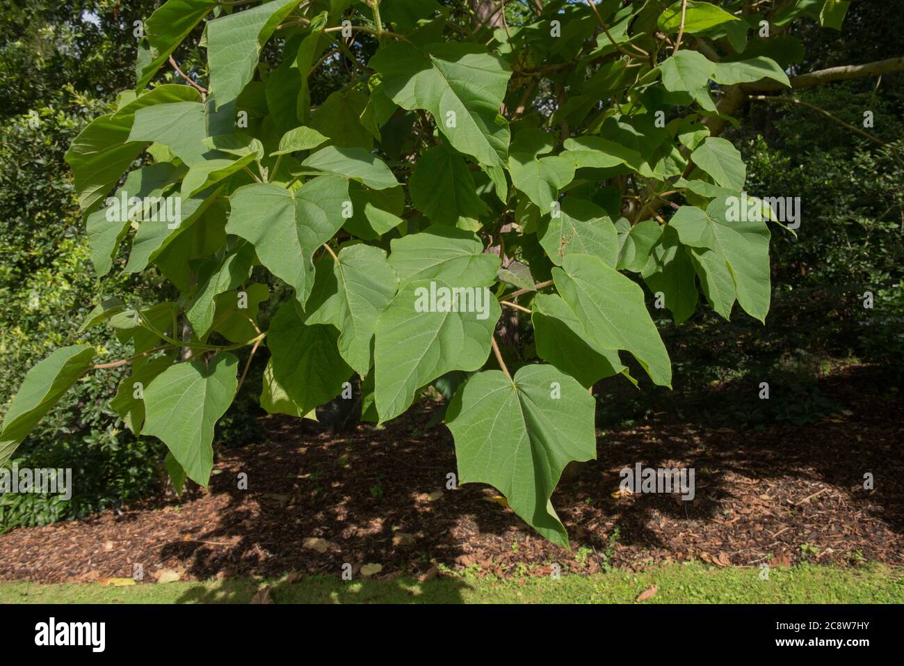 Saphir drachenbaum -Fotos und -Bildmaterial in hoher Auflsung  Alamy