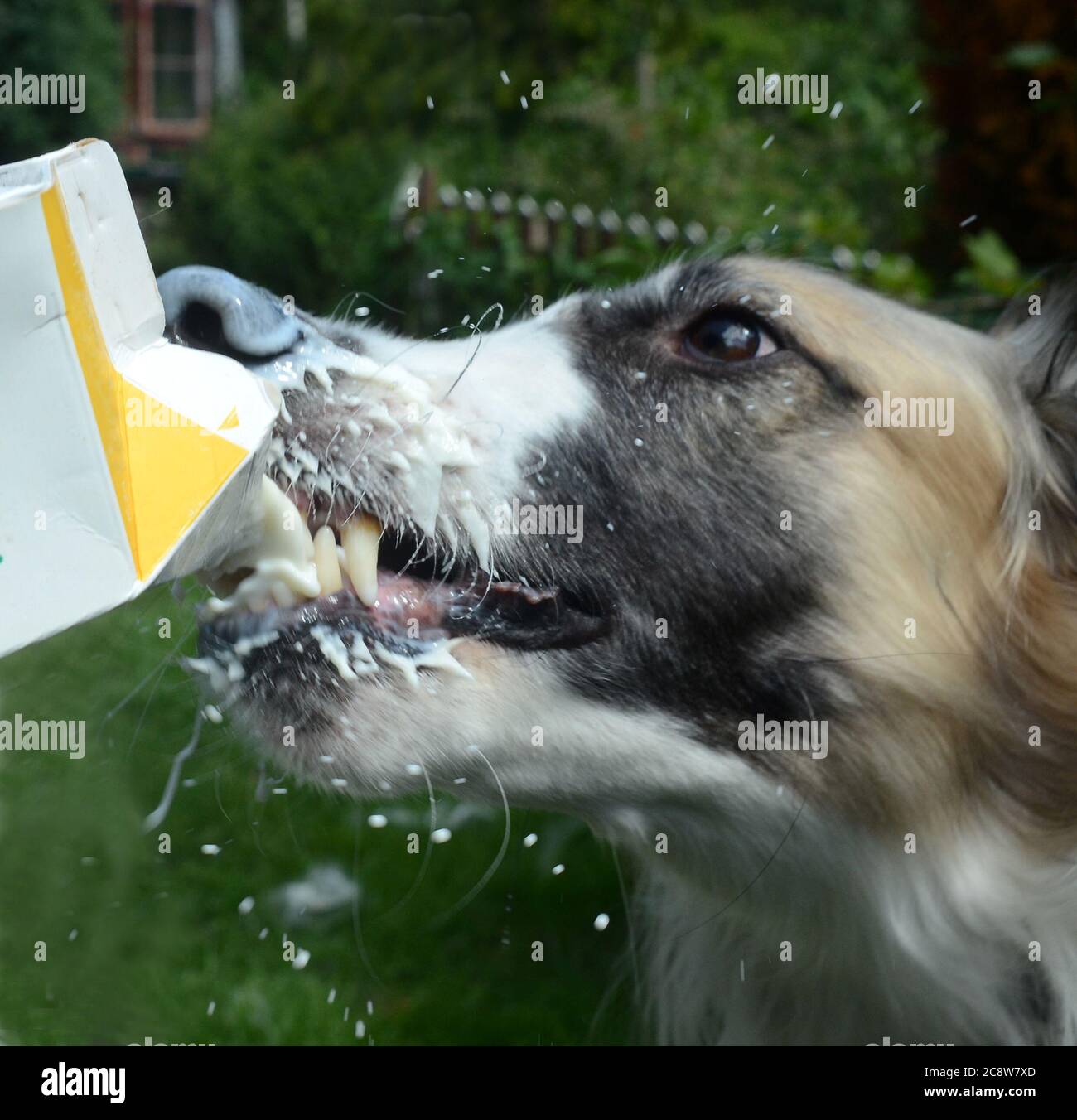 Der Barsoi-Hund trinkt Milch aus der Flasche mit etwas Flüssigkeit. Stockfoto