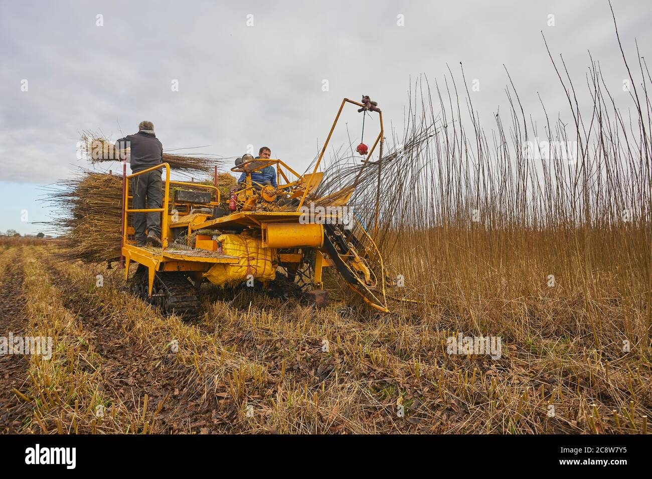 Weidenstämme werden im Winter, Westonzoyland, in der Nähe von Bridgwater, Somerset, Großbritannien geerntet. Stockfoto