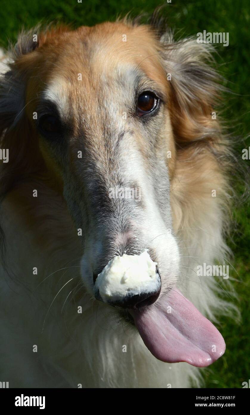 Barsoi leckt Sahne von der Nase mit einer langen Zunge. Stockfoto