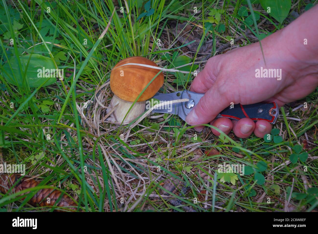 Essbarer Pilz Leccinum aurantiacum mit orangen Kappen. Stockfoto