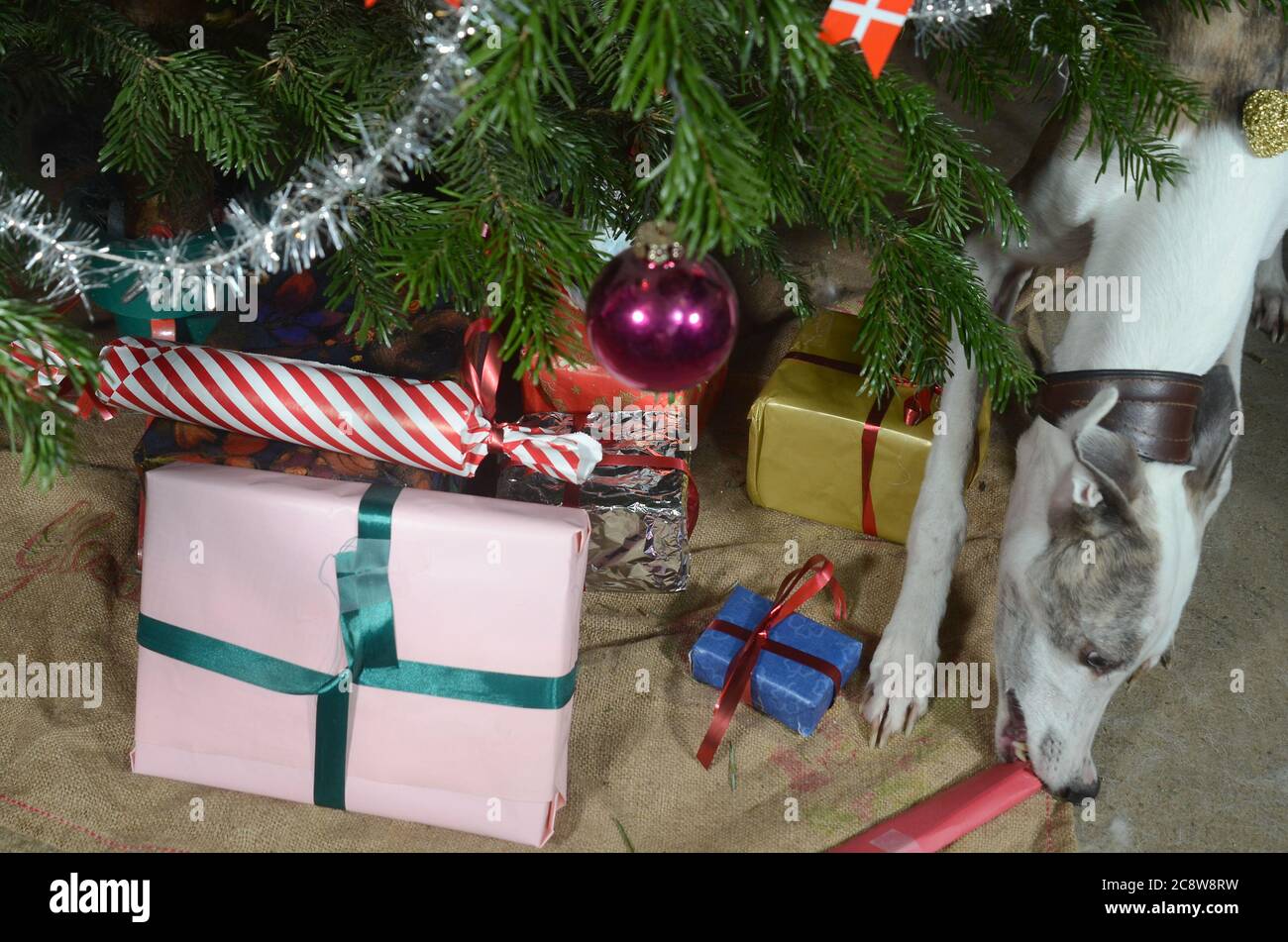 Mittelgroße Hündin findet ihr Geschenk unter dem geschmückten weihnachtsbaum. Stockfoto