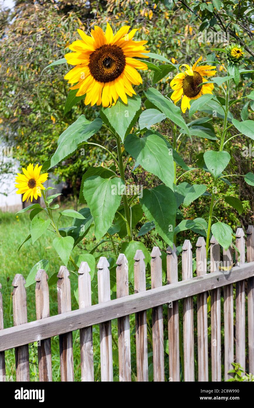 Garten Sonnenblume am Holzzaun hohe Pflanzen, Blumen Zaun Stockfoto