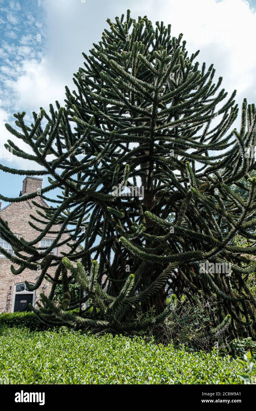 Chilenische tanne Fotos und Bildmaterial in hoher Auflösung Alamy