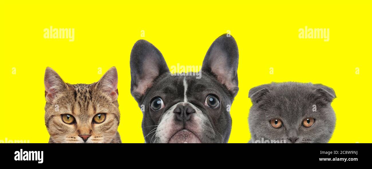 metis Katze, French Bulldog Hund und Scottish Fold Katze stehen  nebeneinander und verstecken ihre Gesichter vor der Kamera auf gelbem  Hintergrund Stockfotografie - Alamy