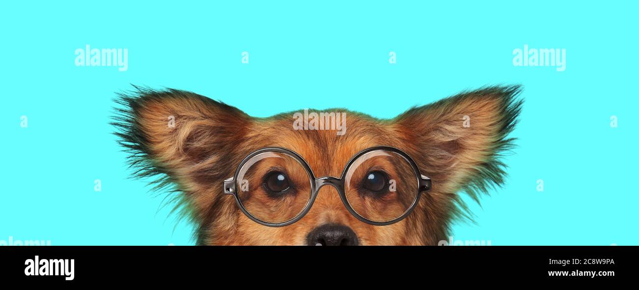 Niedlicher schüchterner metis Hund, der sein Gesicht vor der Kamera versteckt und eine Brille auf blauem Hintergrund trägt Stockfoto