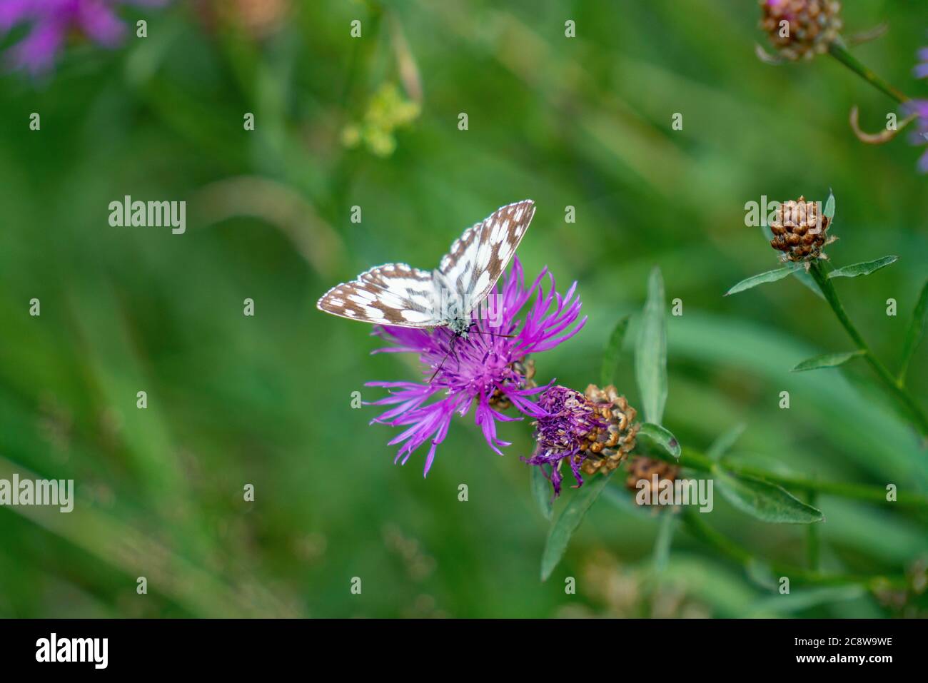 Schmetterling, resedaschmetterling, resedaschmetterling, Pontia edusa, auf Flockenblume, centaurea, Stockfoto