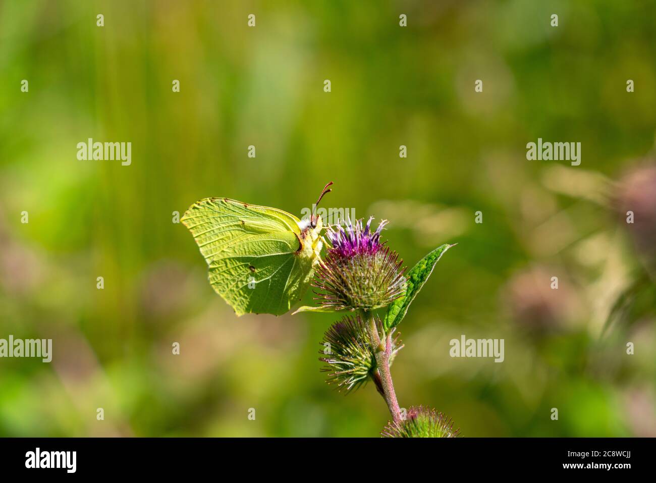 Schmetterling, Zitronenschmetterling, Gonepteryx rhamni, auf einer Pflanze, Distel, Stockfoto