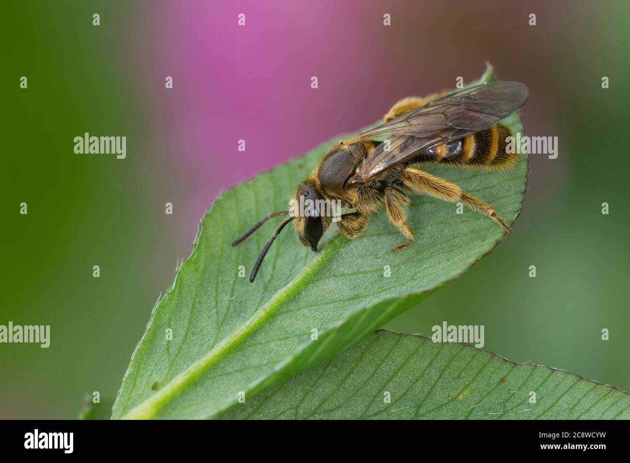 Gemeine furchenbiene Fotos und Bildmaterial in hoher Auflösung Alamy