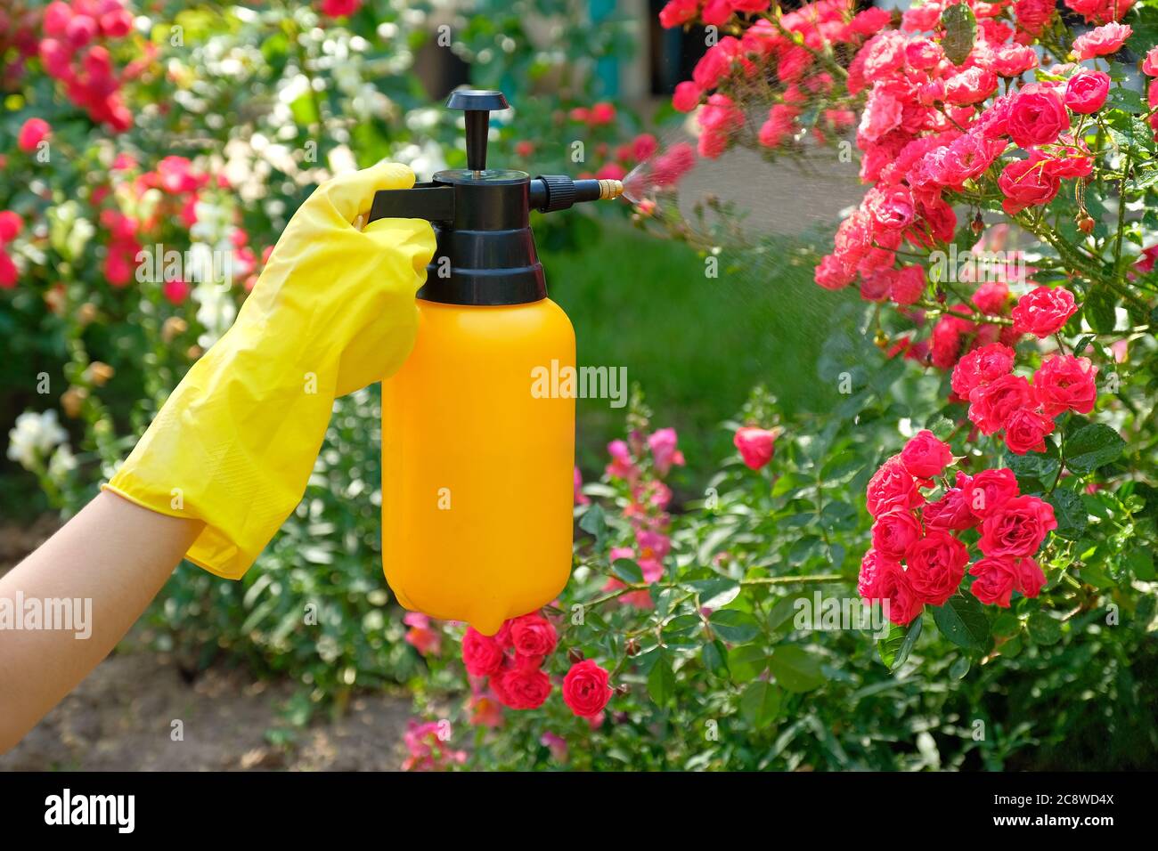 Gärtner sprühen Rosen mit Garten Sprühflasche mit Insektizid.  Schädlingsbekämpfungskonzept Stockfotografie - Alamy