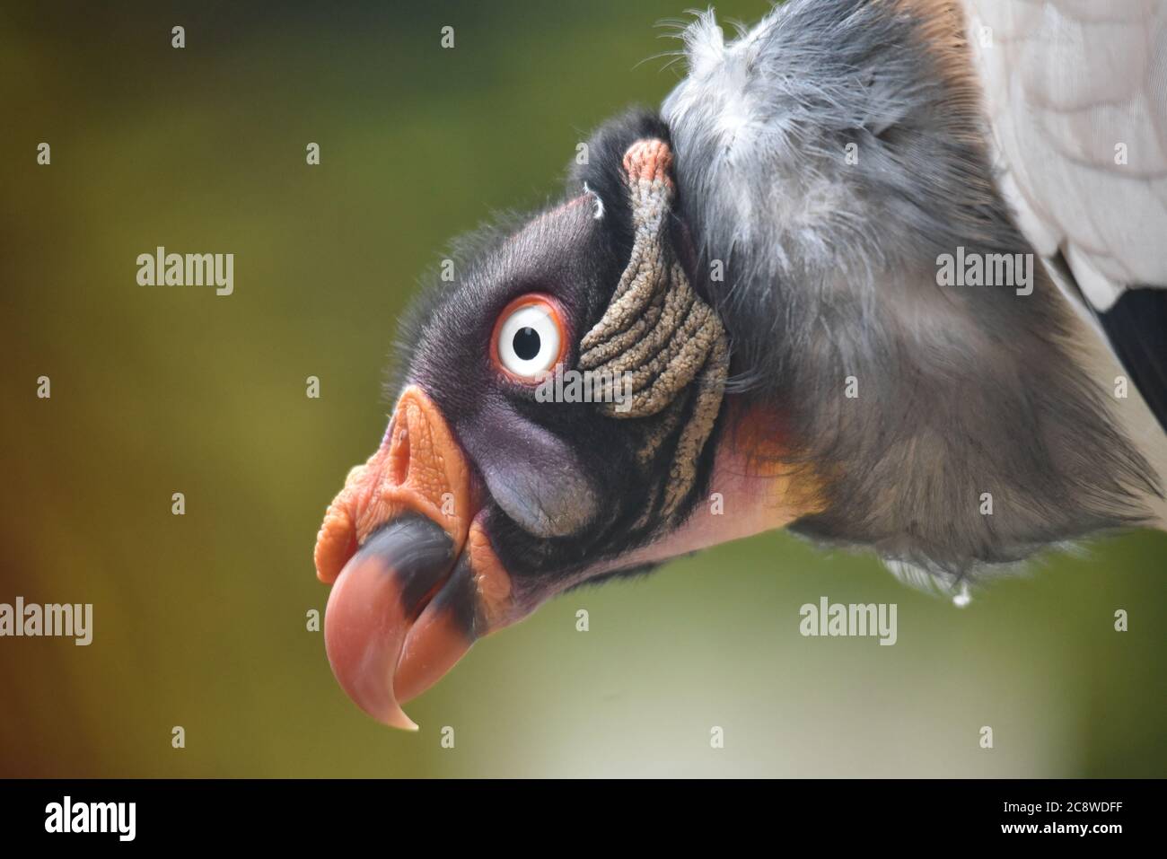 König Geier Stockfoto