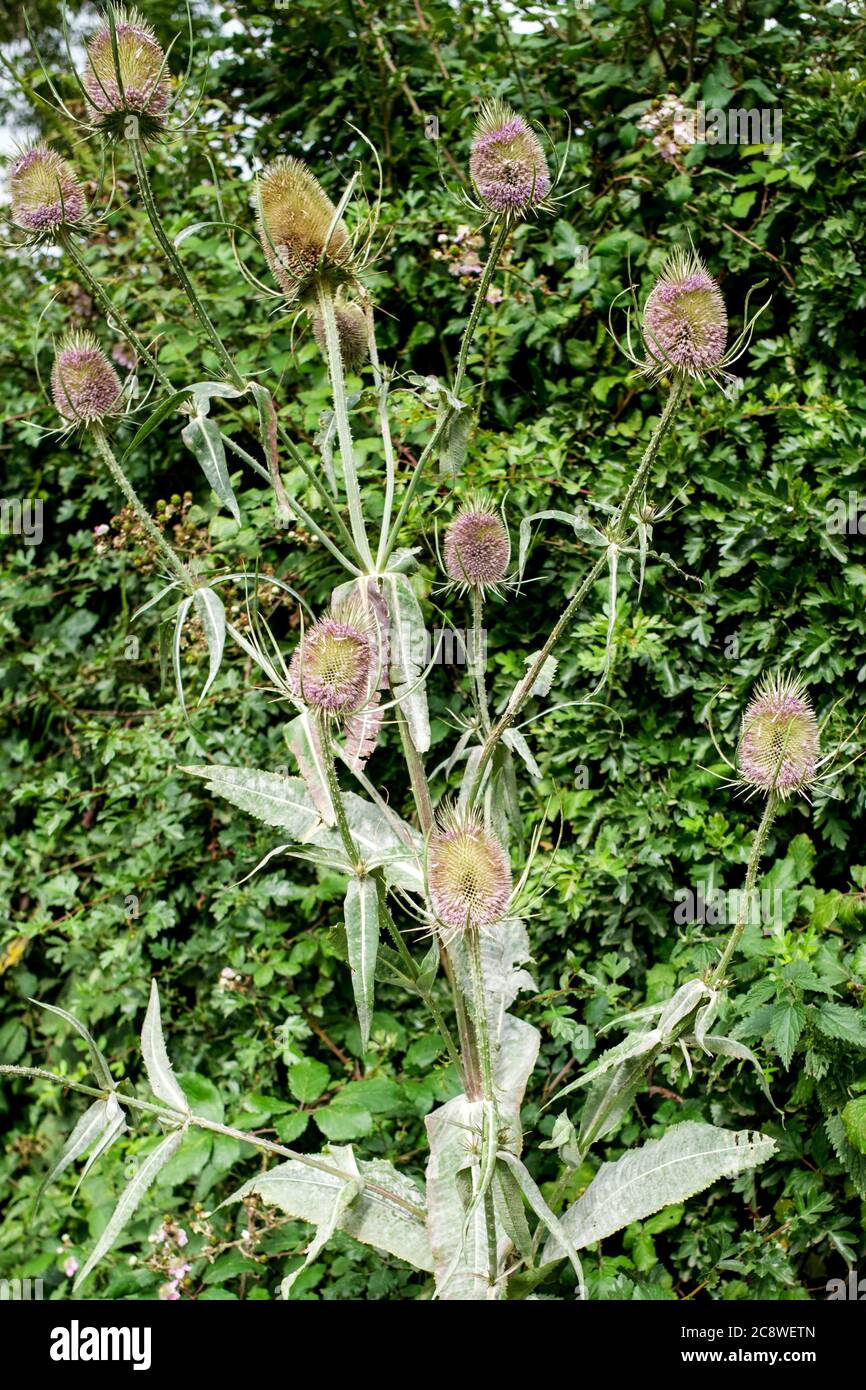 Wayside 'Dipsacus' hoch stehend im Vale of York, Yorkshire, Großbritannien Stockfoto