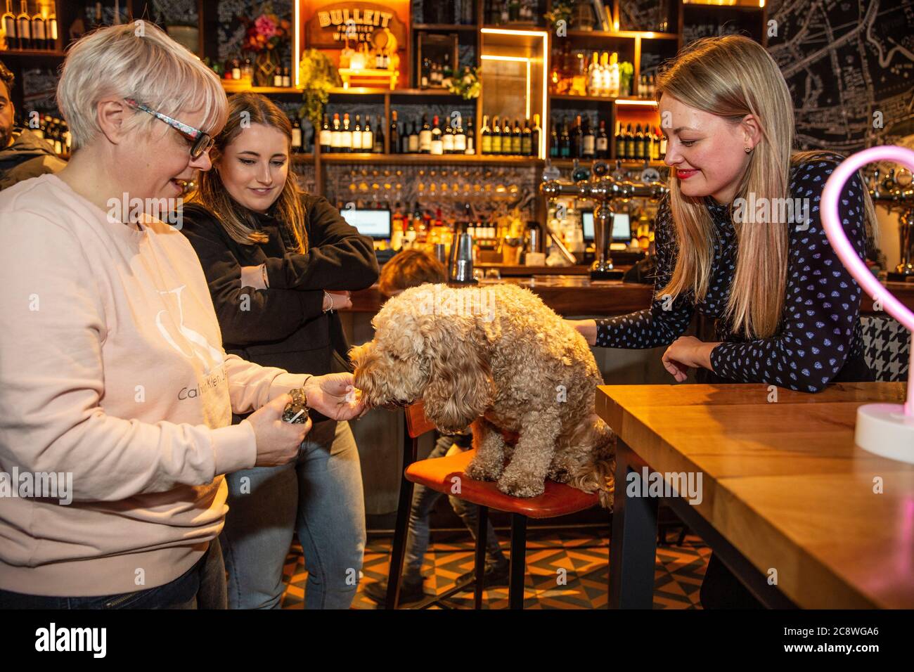 Cockapoo und French Bulldog Rasse-spezifische Hundeveranstaltung in Shoreditch, wo Hundebesitzer bringen ihre Hunde in das Café für ein Treffen in East London, Großbritannien. Stockfoto