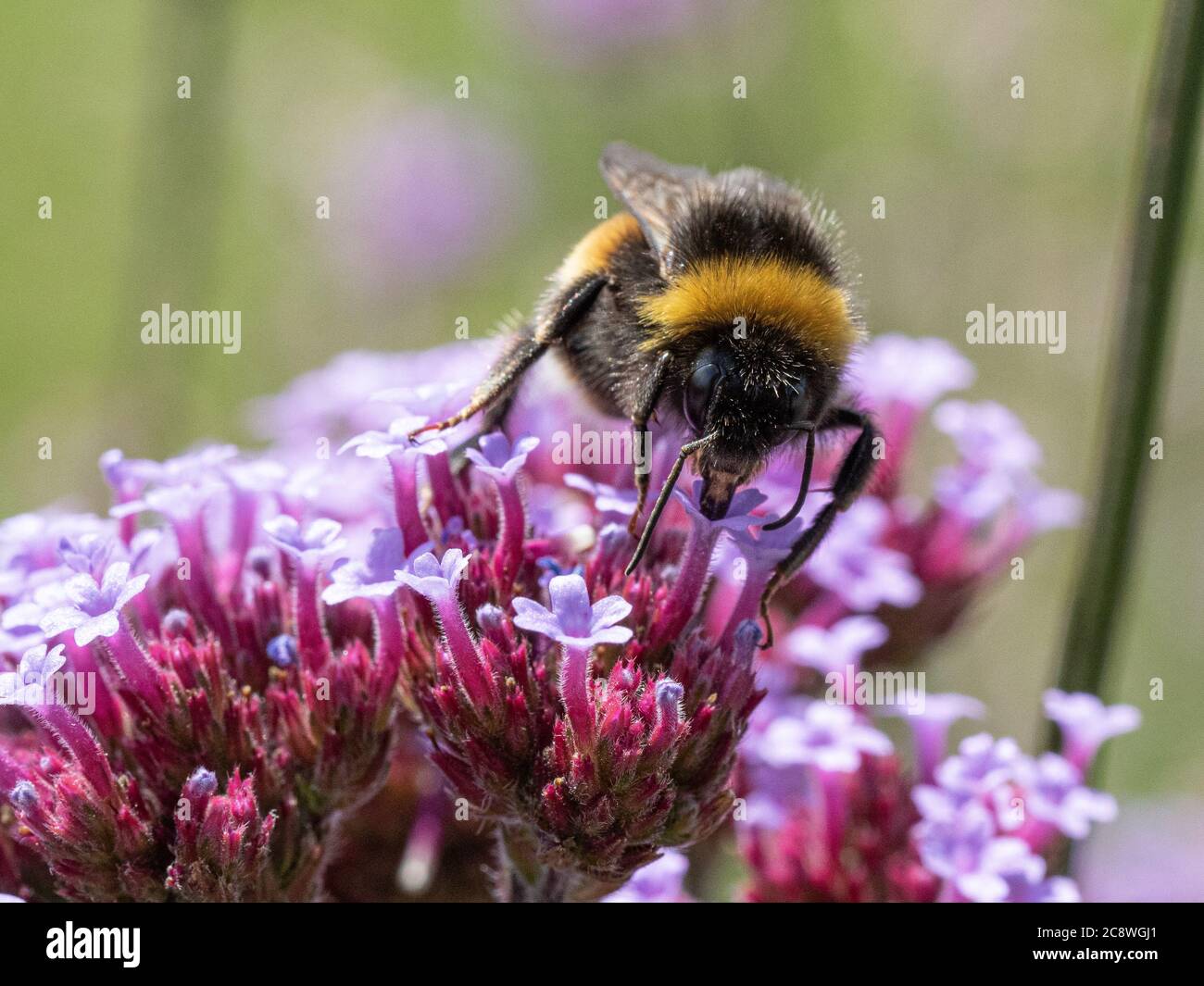 Eine weiße Schwanzbiene - Bombus lucorum, die sich auf einem Verbena bonariensis Blütenkopf ernährt Stockfoto