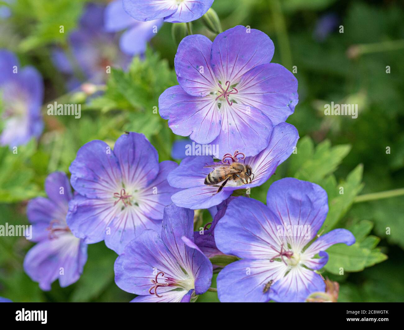 Eine Gruppe von violetten Geranium Rozanne blüht mit einer auf der Nahrungssuche verkommenen Honigbiene Stockfoto