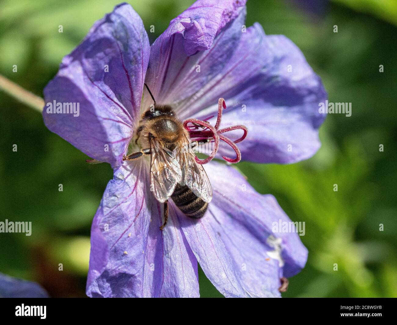 Eine Nahaufnahme einer Honigbiene, die sich auf der Blume von Geranium Roxanne ernährt Stockfoto